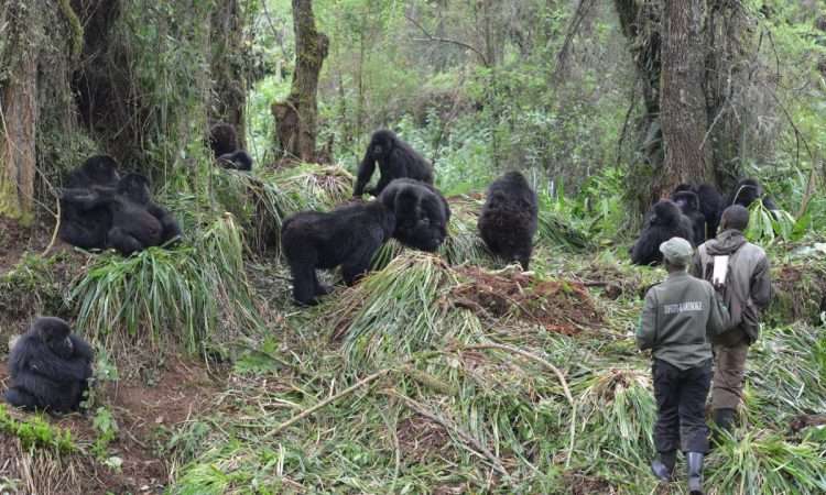 Gorilla conservation