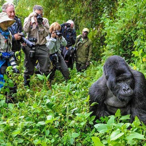 Gorilla trekking