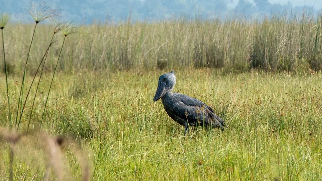 characteristics of shoebill